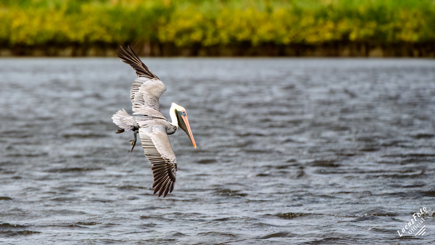 Brown Pelican