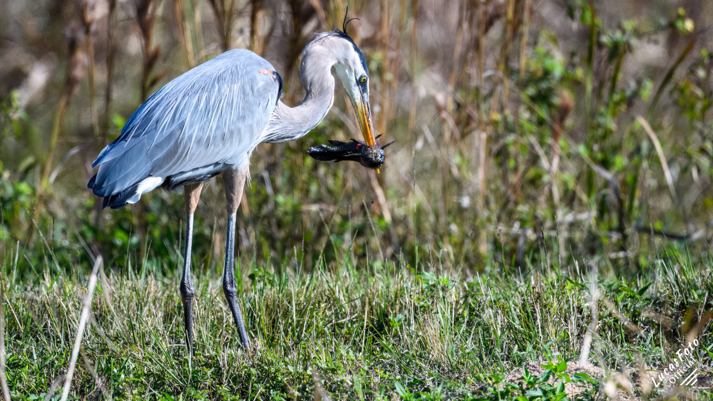 Great Blue Heron