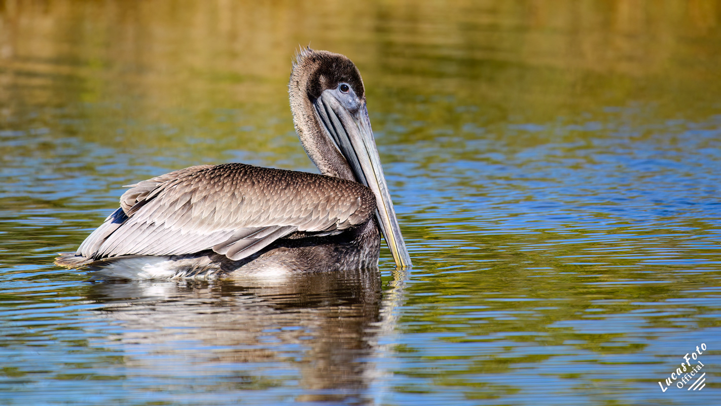Brown Pelican