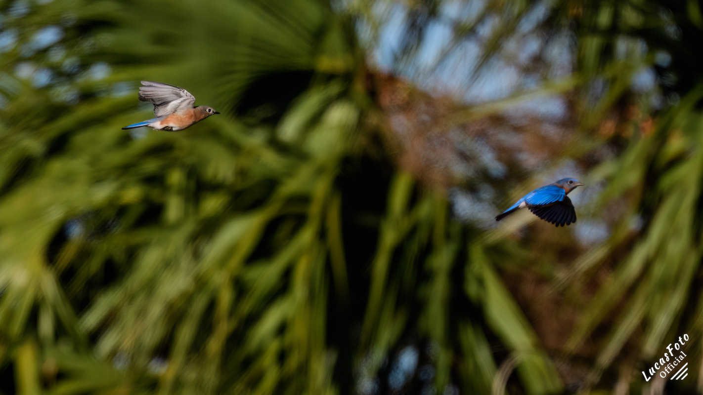 Eastern Bluebird