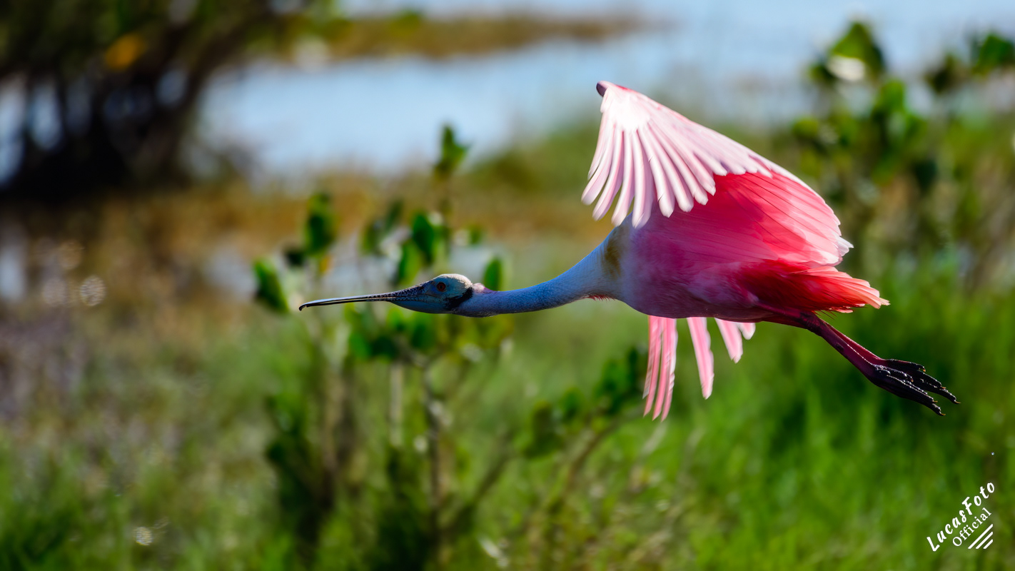 Roseate Spoonbill