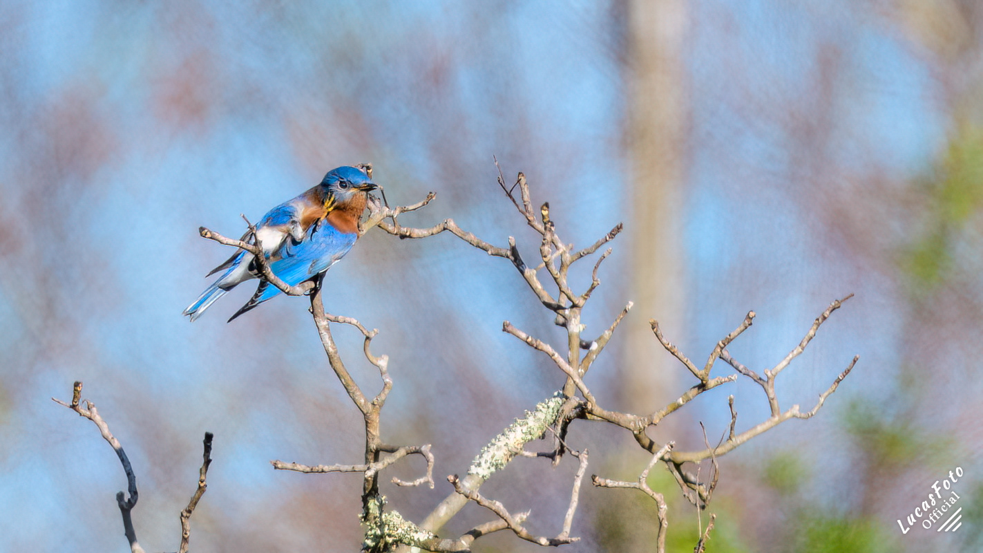 Eastern Bluebird