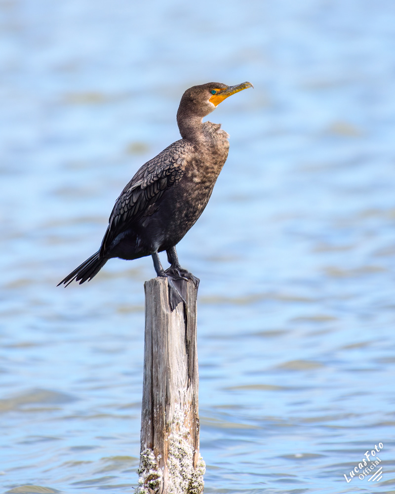 Double-crested Cormorant