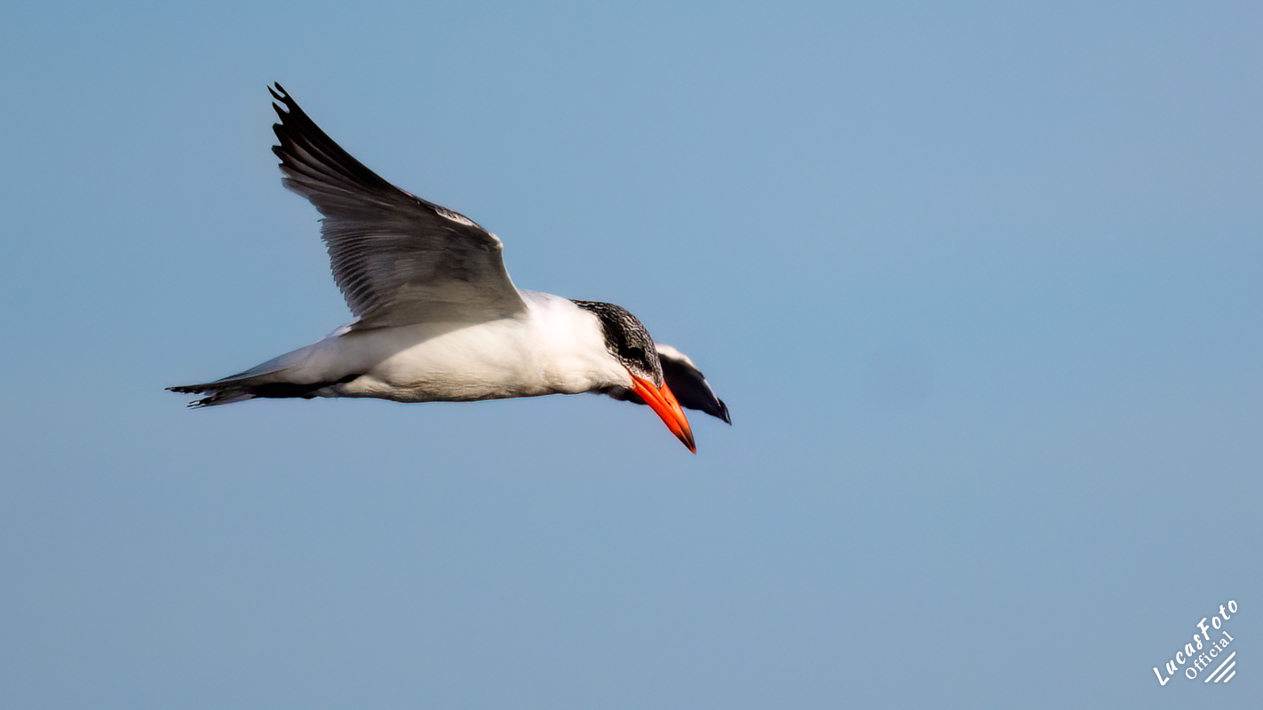 Caspian Tern