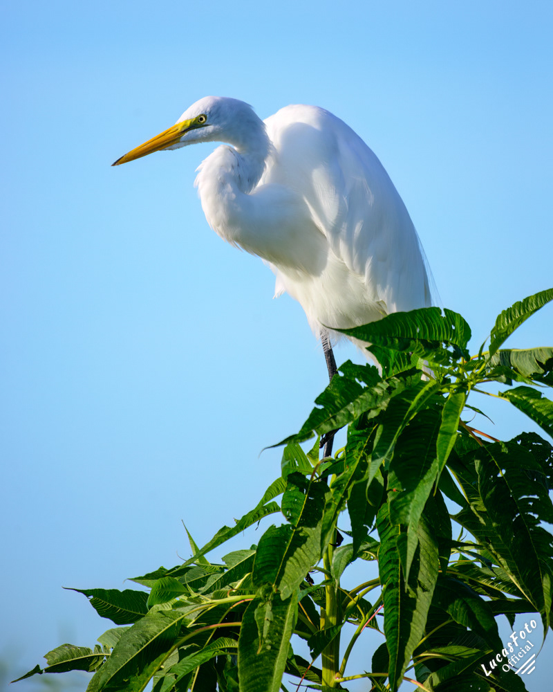 Great Egret