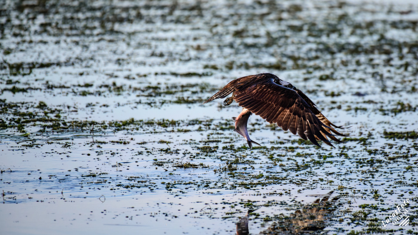 Osprey