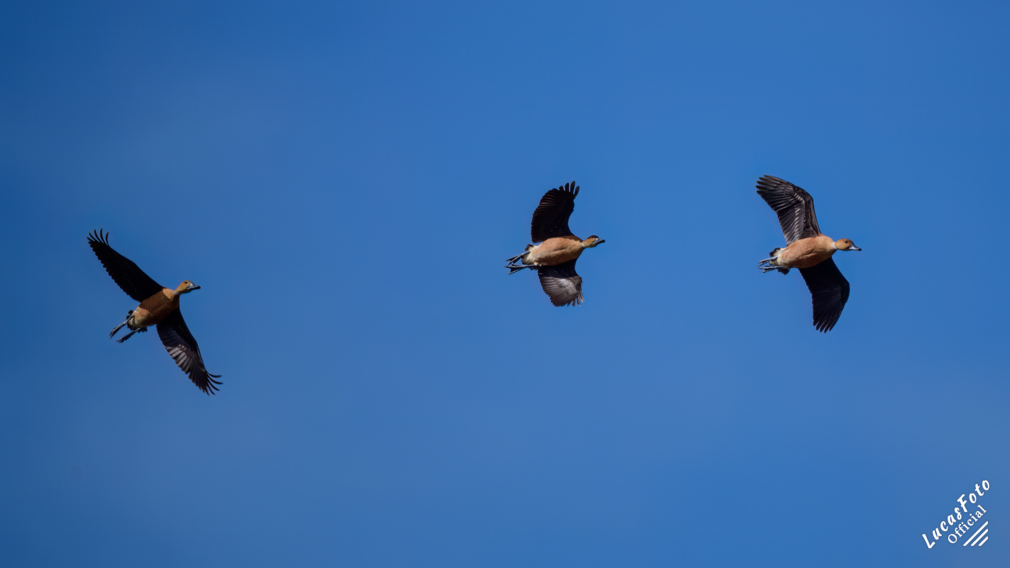 Fulvous Whistling-Duck