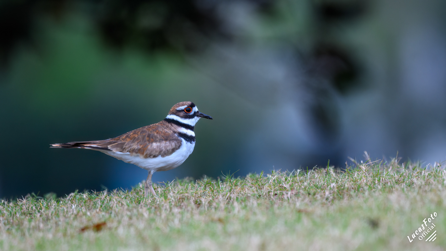 Killdeer