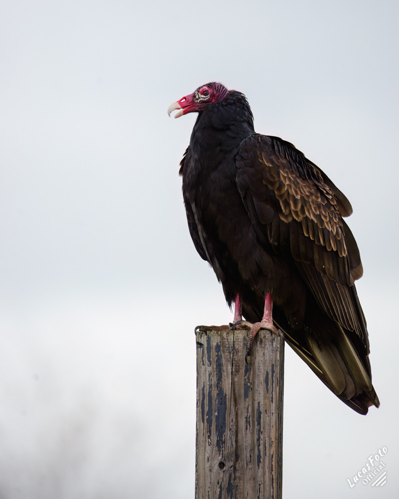 Turkey Vulture