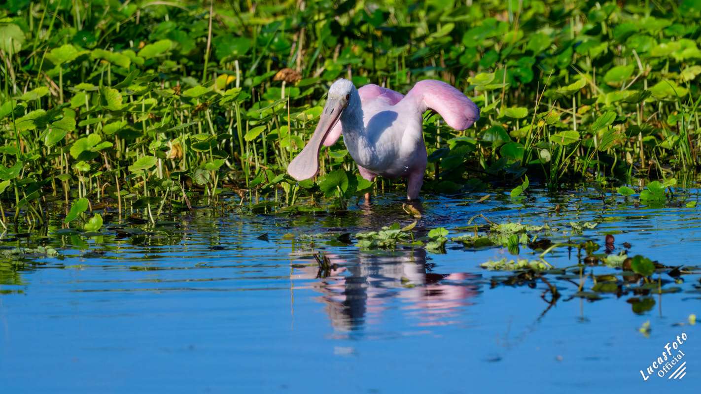 Roseate Spoonbill