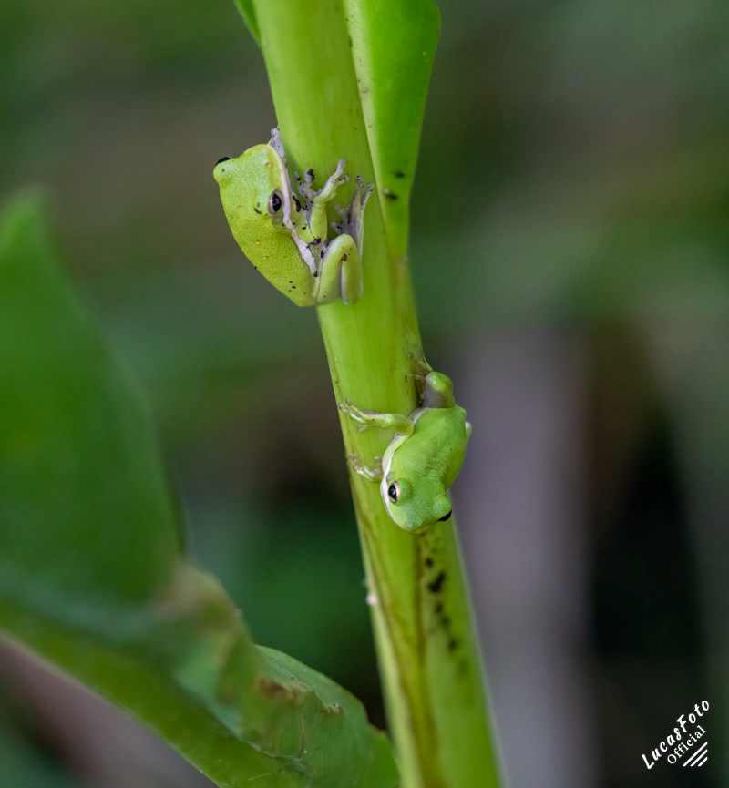 Green Treefrog