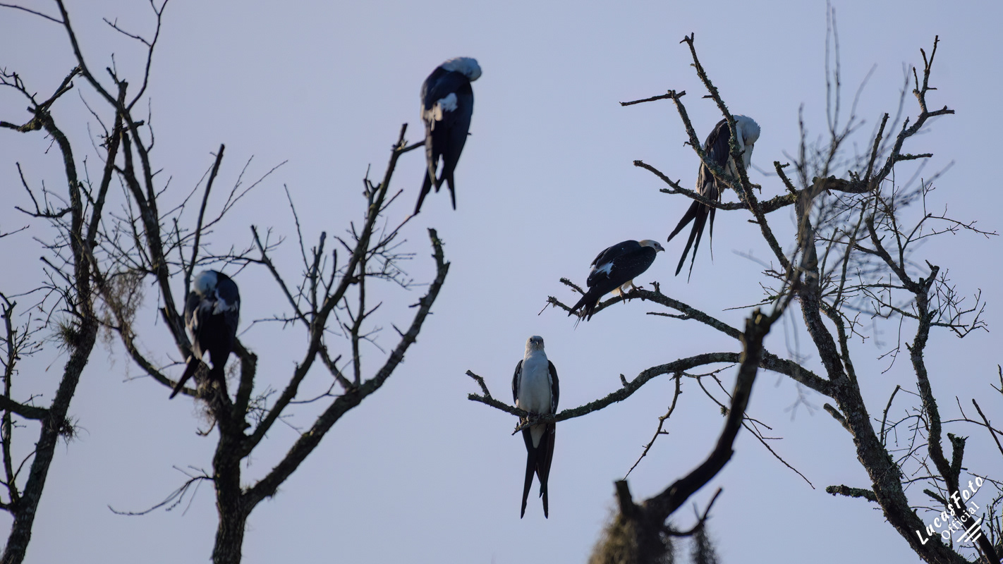 Swallow-tailed Kite