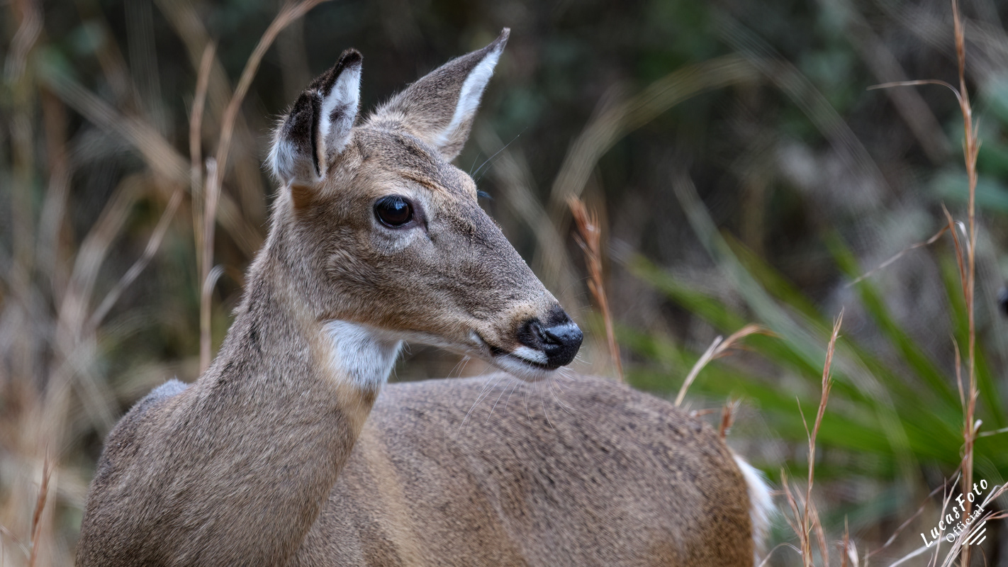 Whitetail