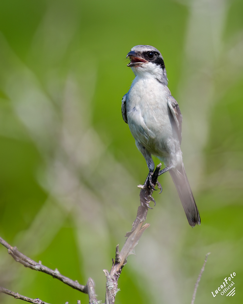 Loggerhead Shrike