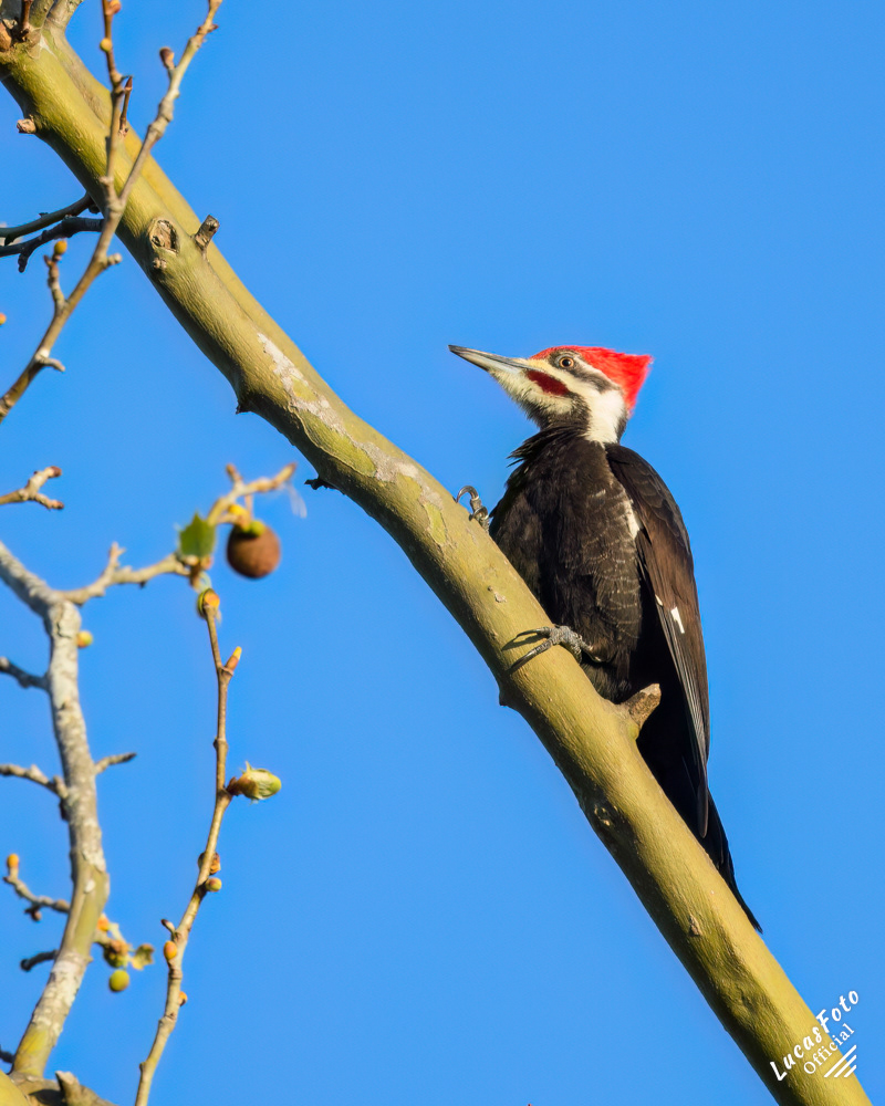 Pileated Woodpecker