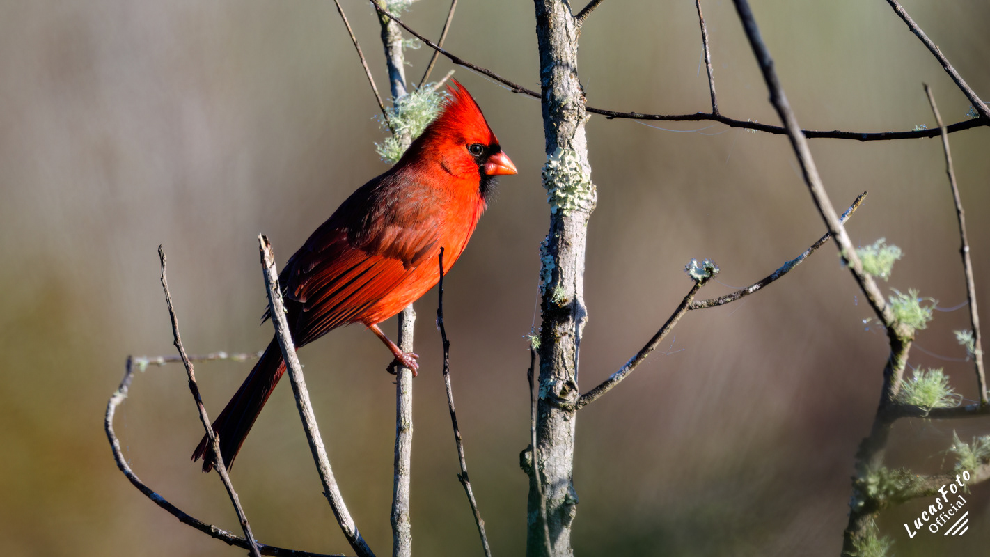 Northern Cardinal