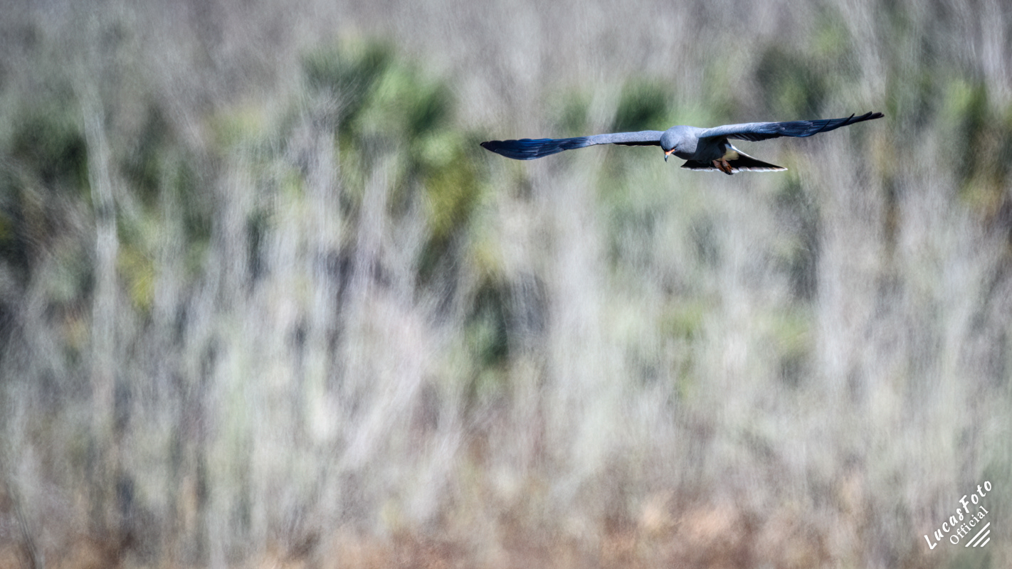 Snail Kite