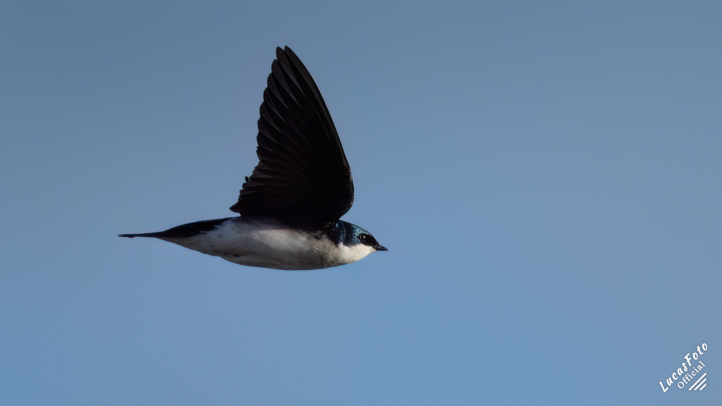 Tree Swallow