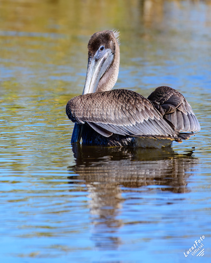 Brown Pelican