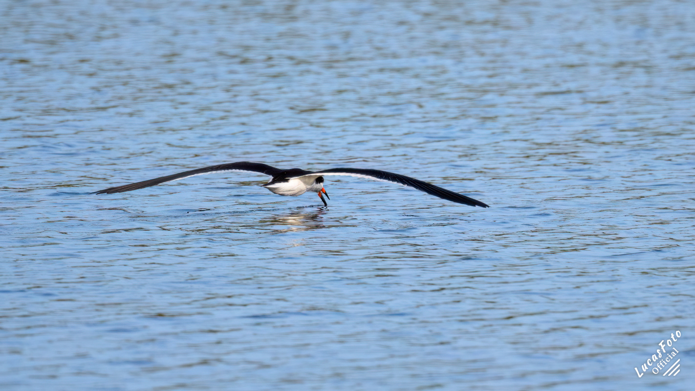 Black Skimmer