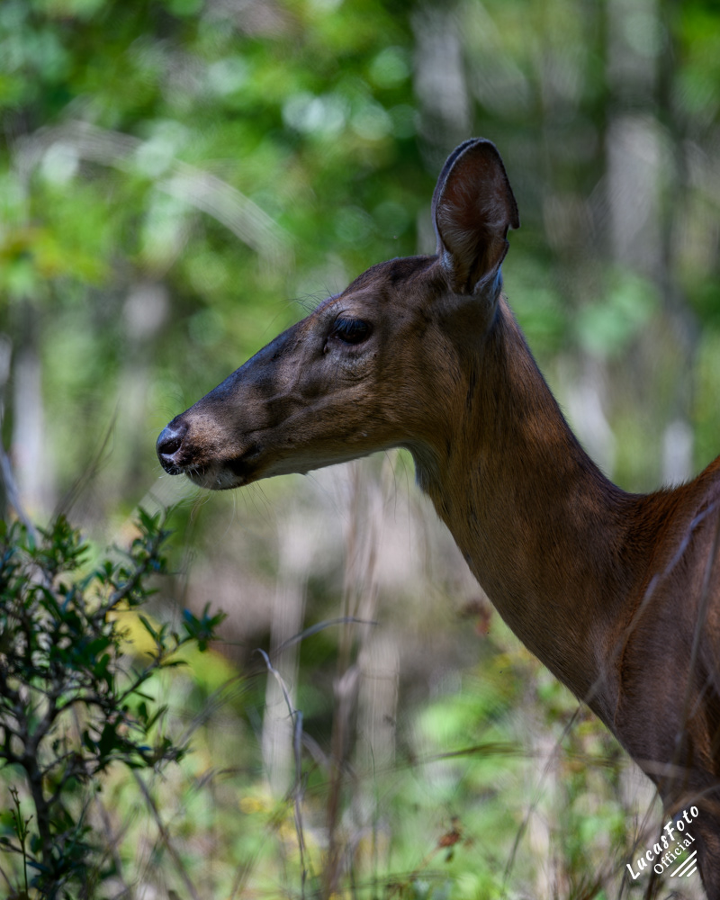 Whitetail