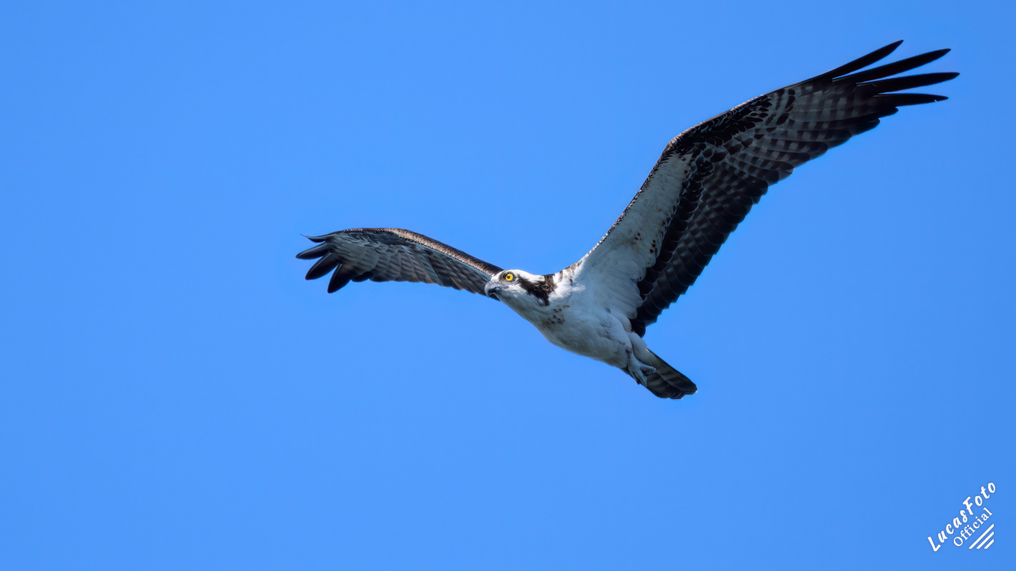 Osprey