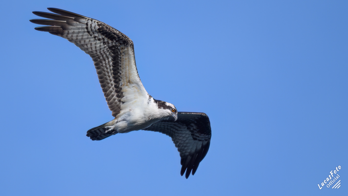 Osprey
