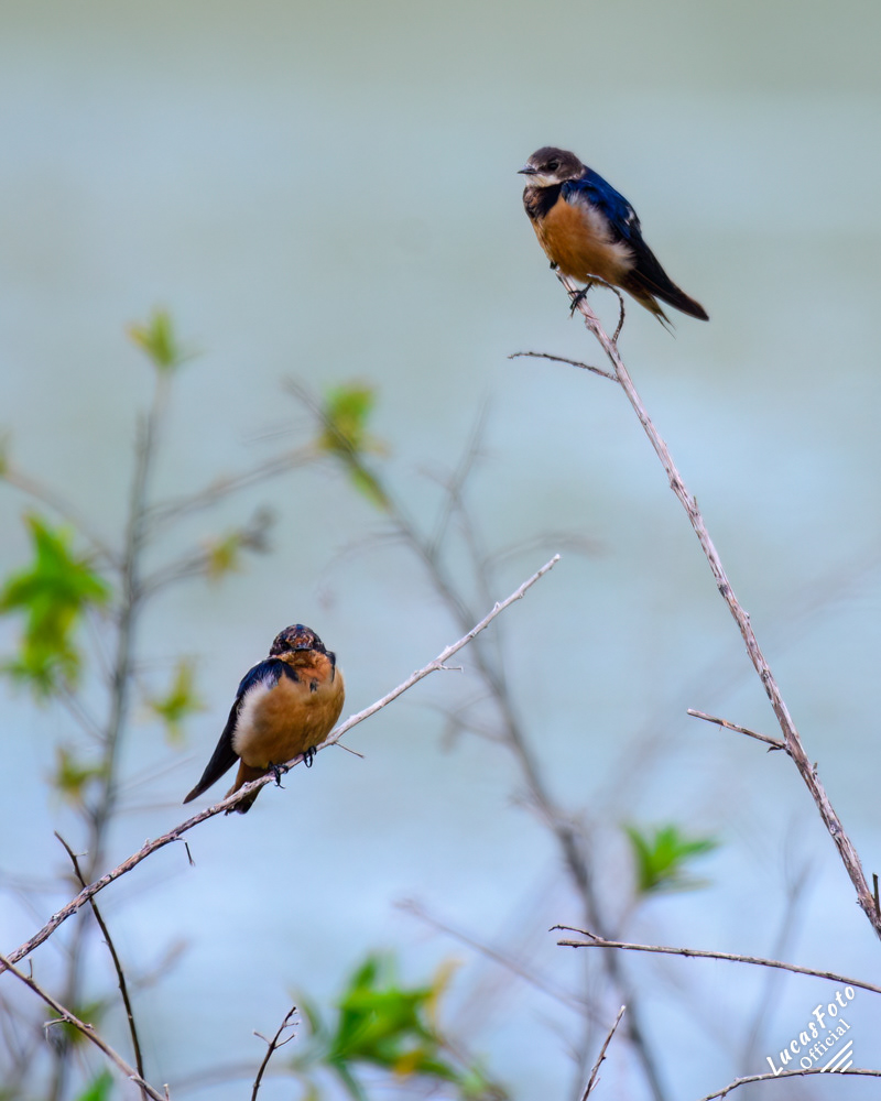 Barn Swallow
