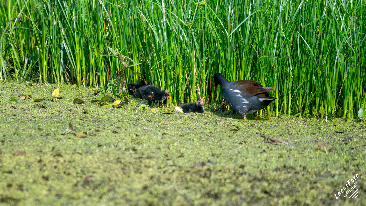 Common Gallinule
