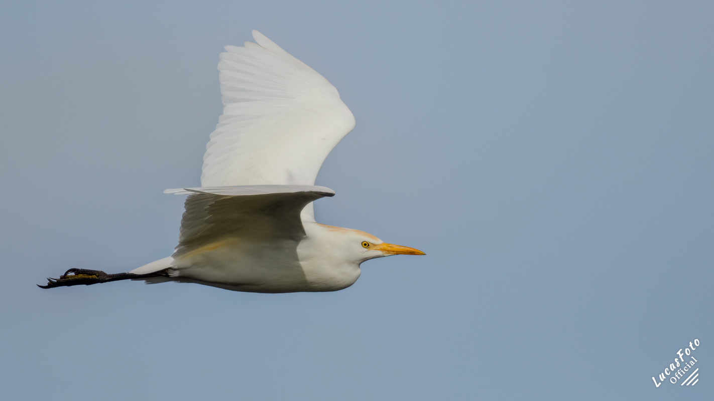 Cattle Egret
