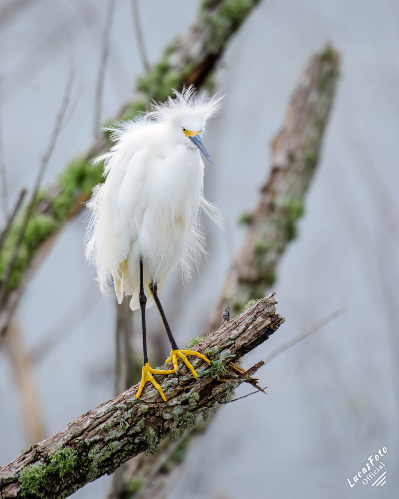 Snowy Egret