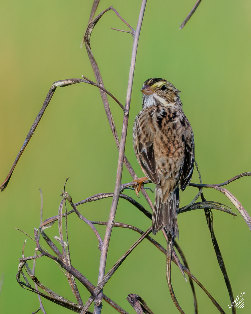 Savannah Sparrow