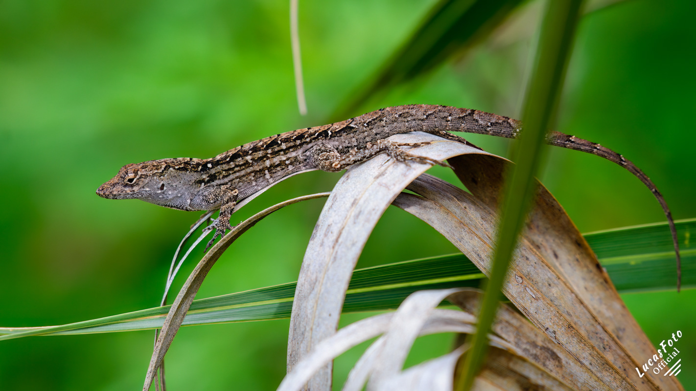 Florida Scrub Lizard