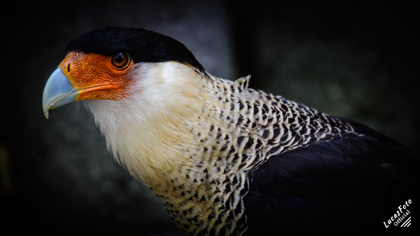 Crested Caracara