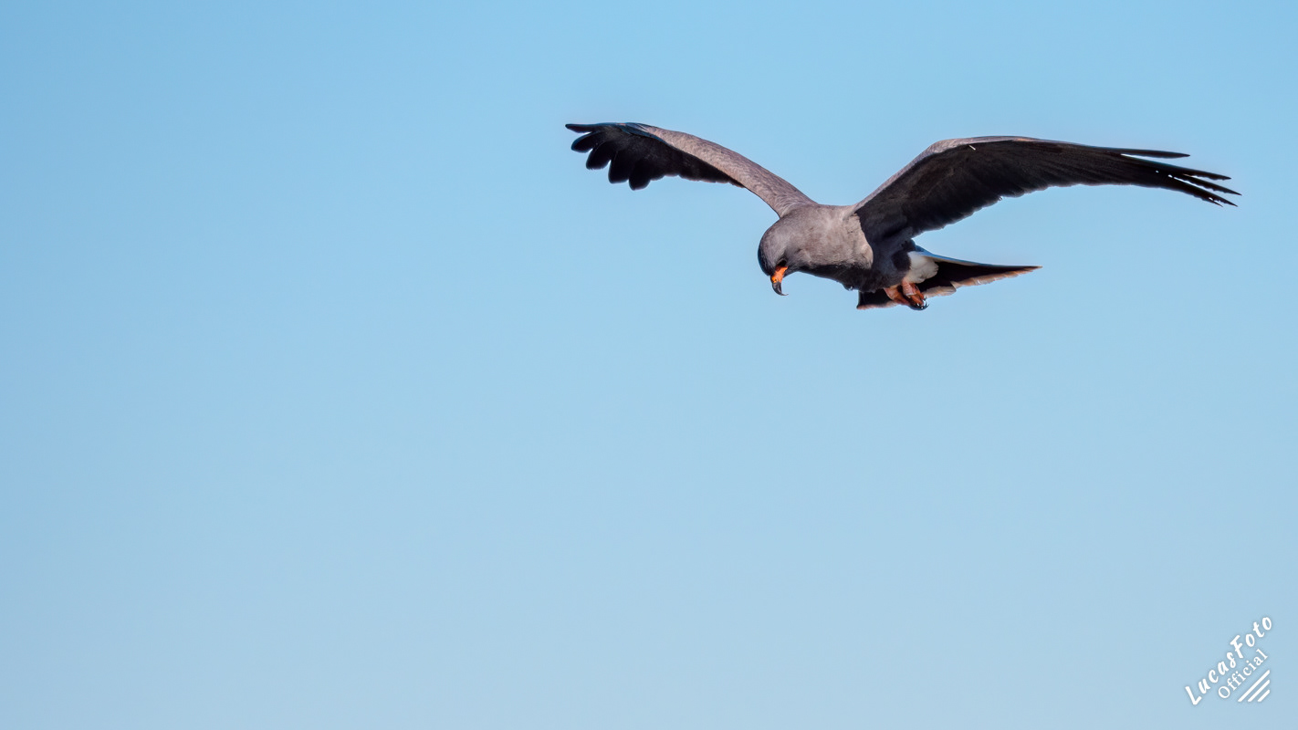 Snail Kite