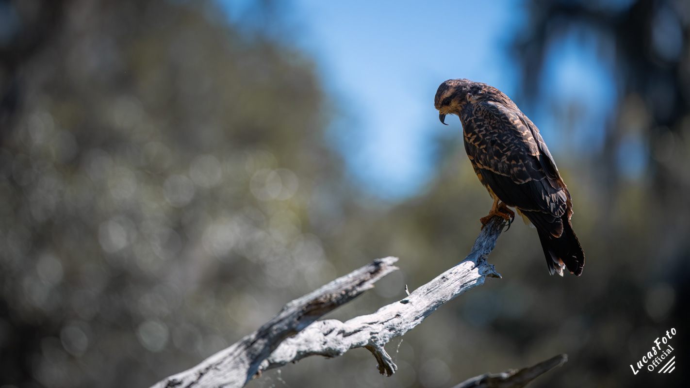 Snail Kite