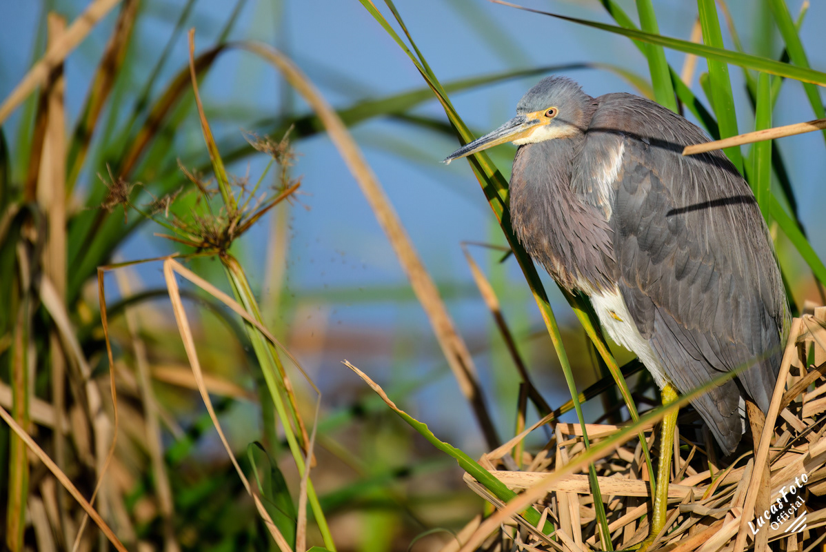Tricolored Heron