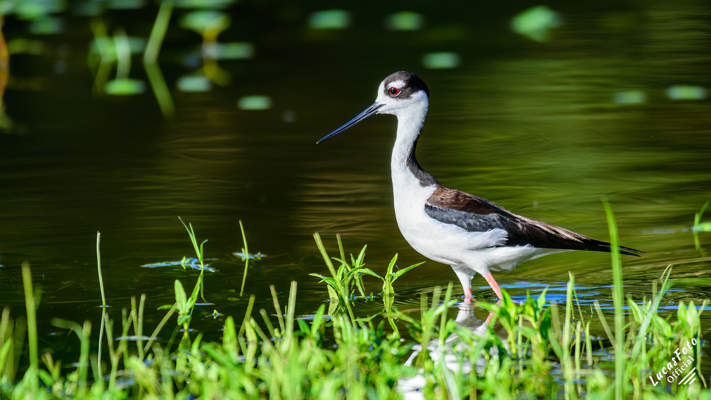 Black-necked Stilt