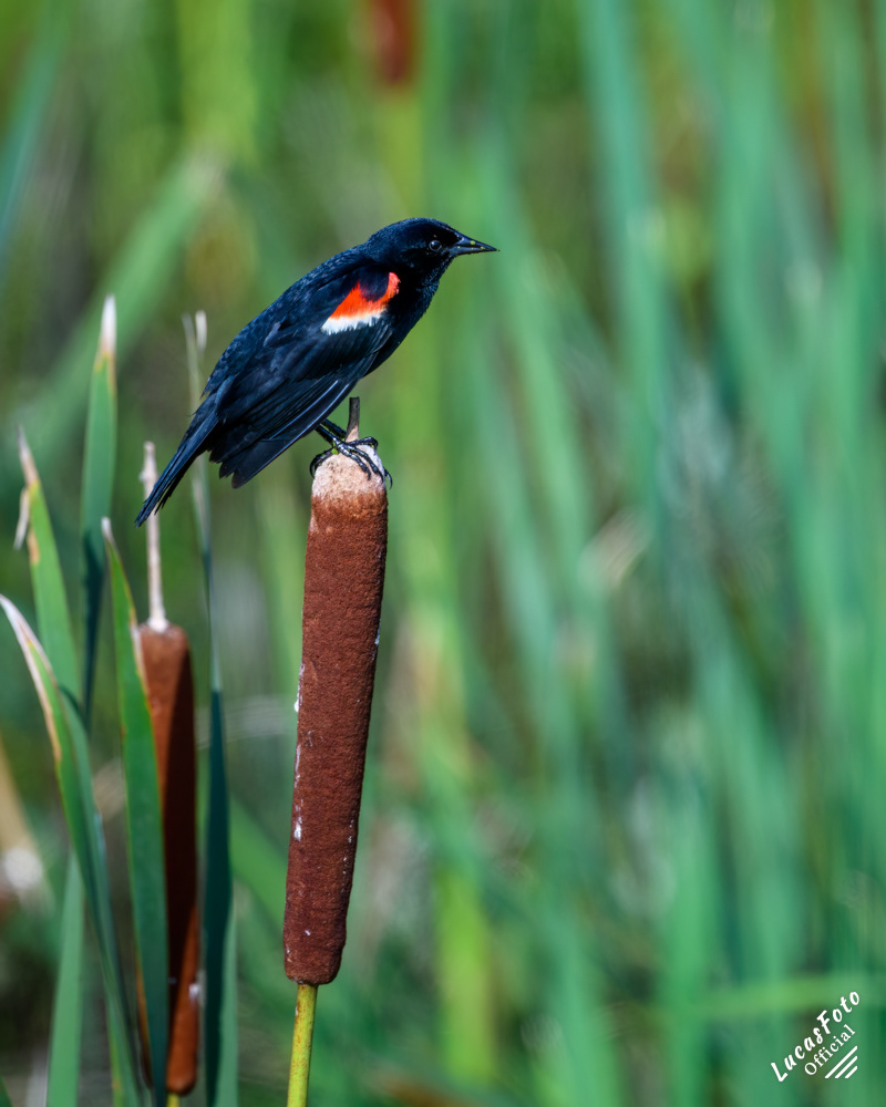 Red-winged Blackbird