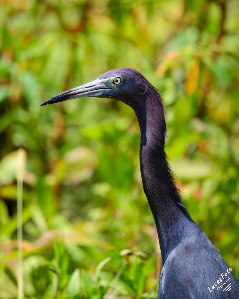 Little Blue Heron