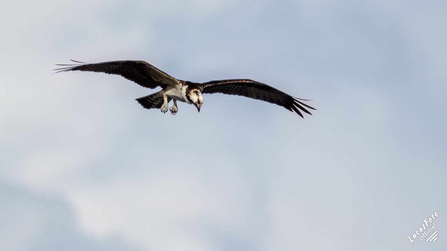 Osprey