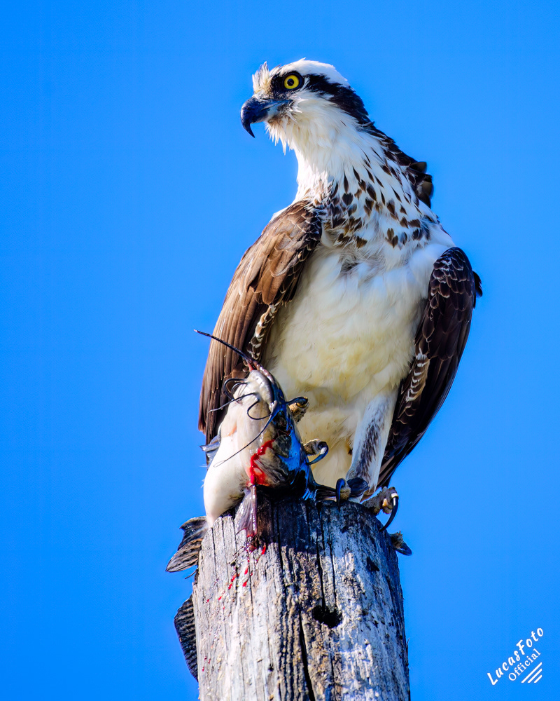 Osprey