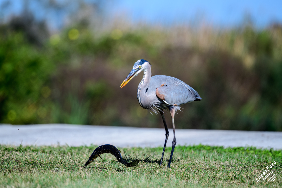 Great Blue Heron