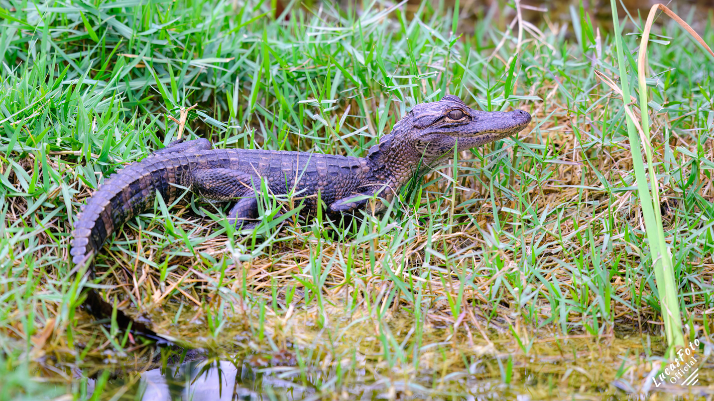 Alligator
