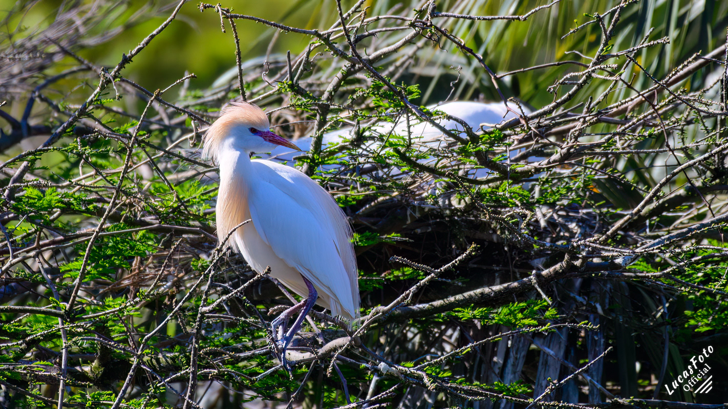 Cattle Egret