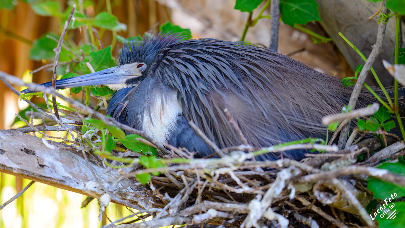 Tricolored Heron
