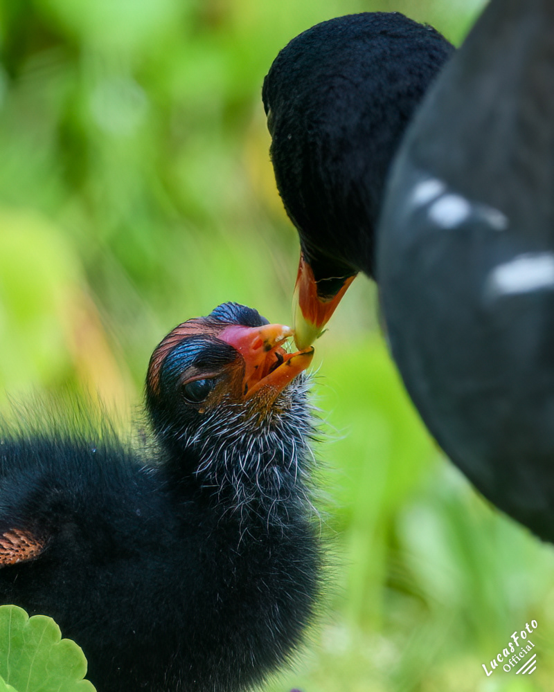 Common Gallinule