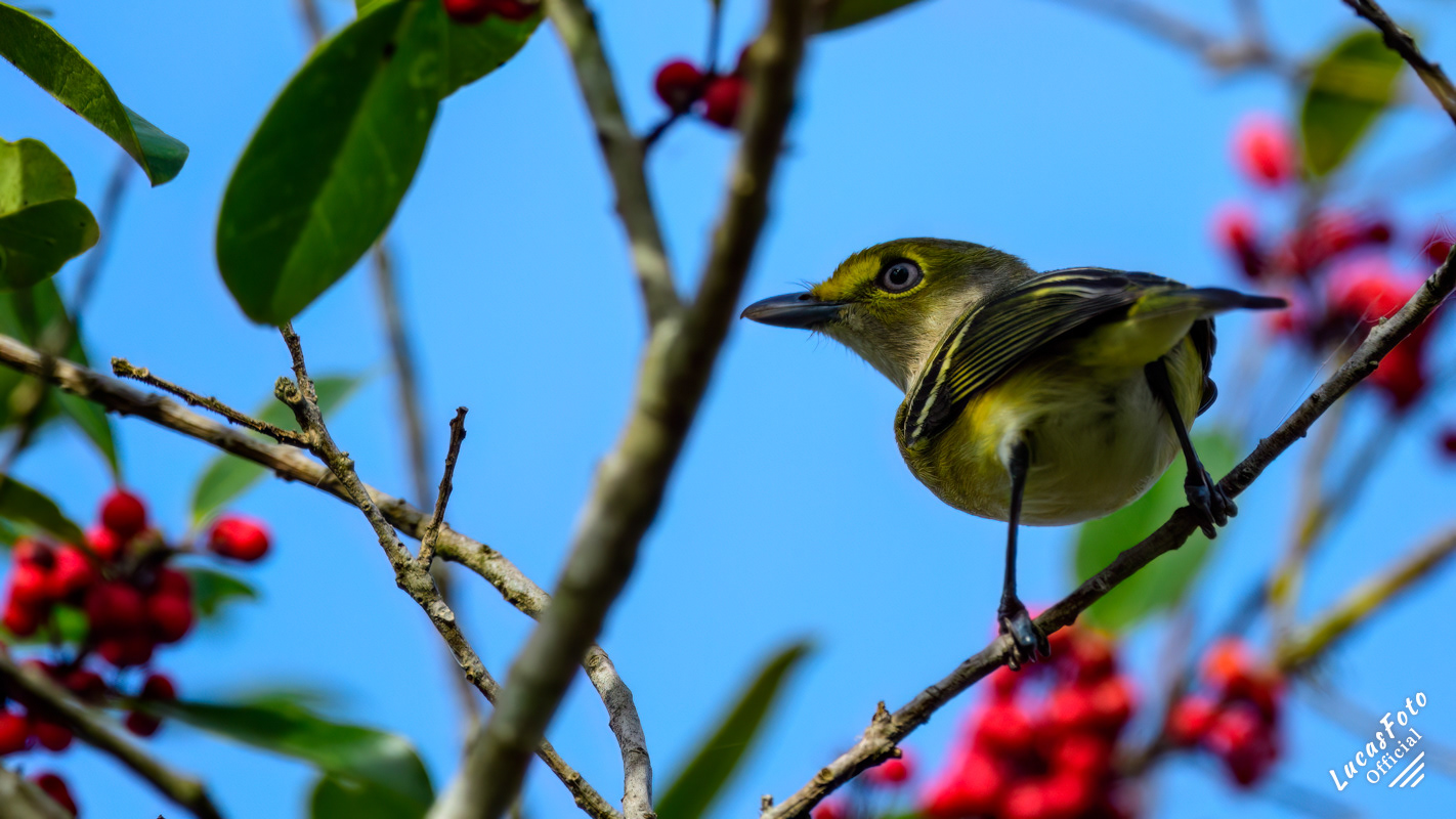 White-eyed Vireo