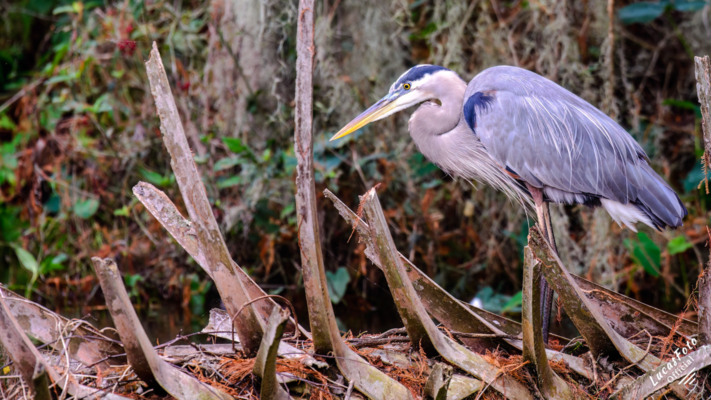 Great Blue Heron