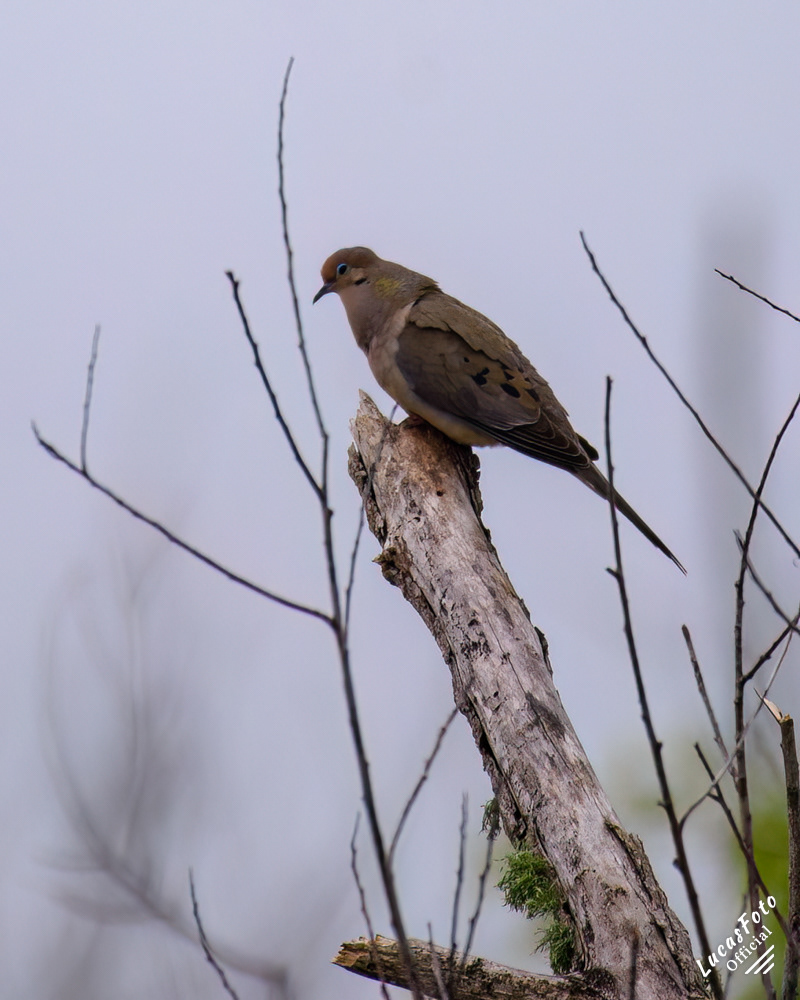 Mourning Dove